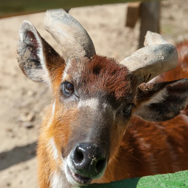 マドリッドの動物園の動物 — ストック写真