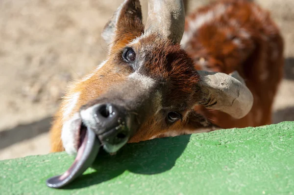 Animali nello zoo di Madrid — Foto Stock