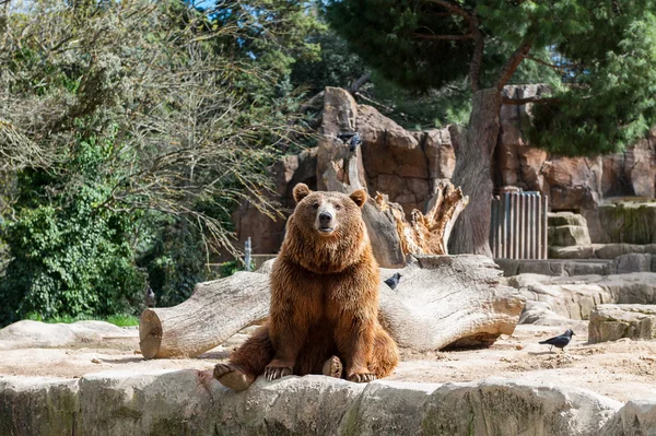 Animais em zoológico em Madrid — Fotografia de Stock