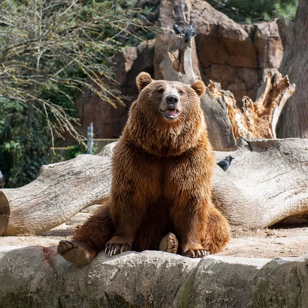 Zwierzęta w zoo w Madrycie — Zdjęcie stockowe