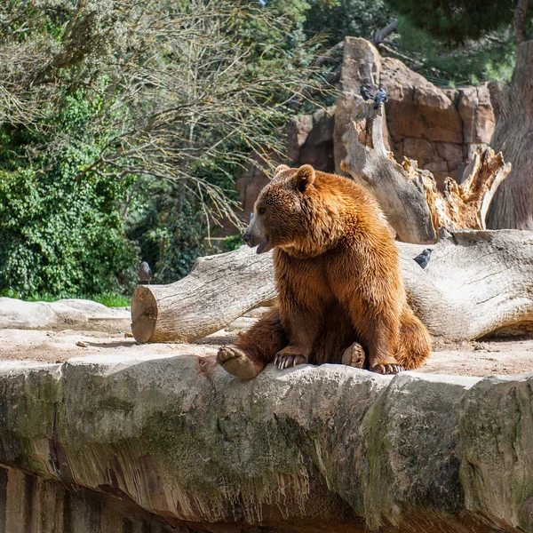 Animales en zoológico de Madrid — Foto de Stock