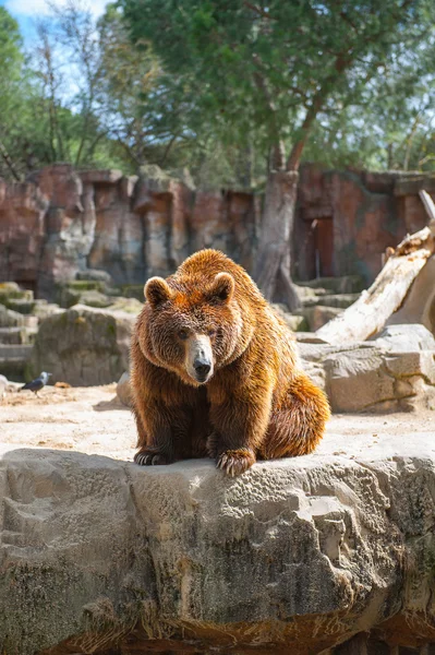 Animais em zoológico em Madrid — Fotografia de Stock