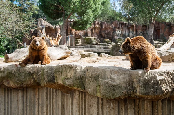 Animales en zoológico de Madrid —  Fotos de Stock