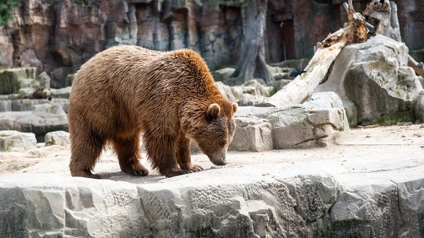 Animais em zoológico em Madrid — Fotografia de Stock