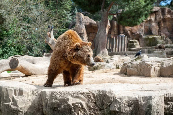 Тварини в зоопарку в Мадриді — стокове фото