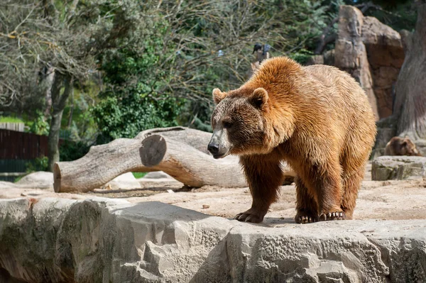 Animais em zoológico em Madrid — Fotografia de Stock