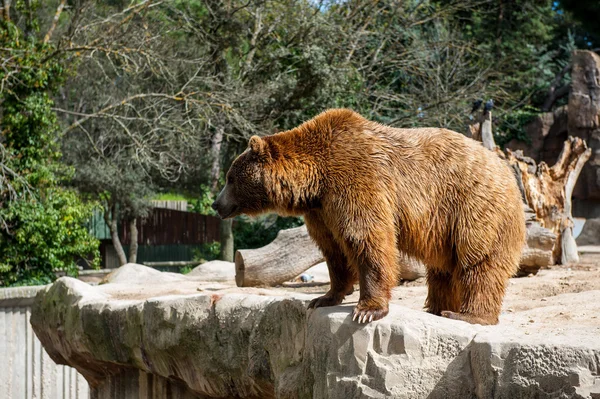 Animais em zoológico em Madrid — Fotografia de Stock