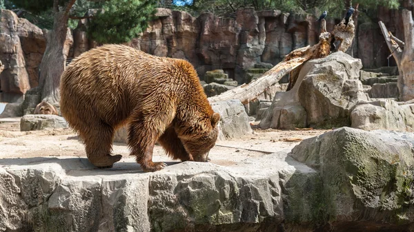 Zvířata v zoo v Madridu — Stock fotografie