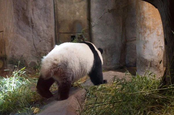 Animais em zoológico em Madrid — Fotografia de Stock