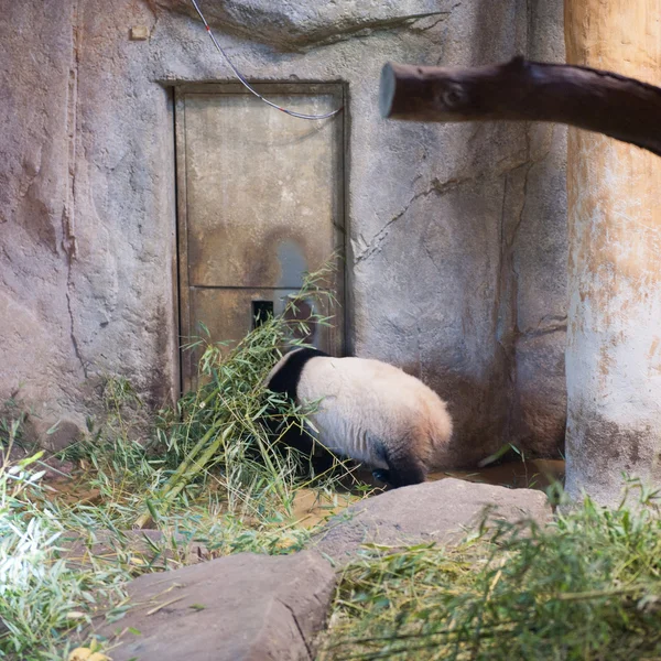 Animais em zoológico em Madrid — Fotografia de Stock