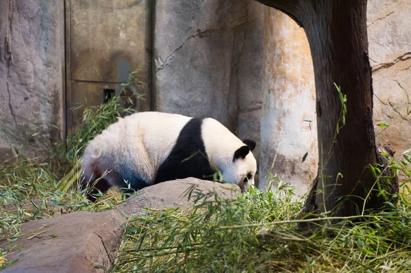 Animales en zoológico de Madrid — Foto de Stock