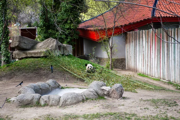 Animais em zoológico em Madrid — Fotografia de Stock