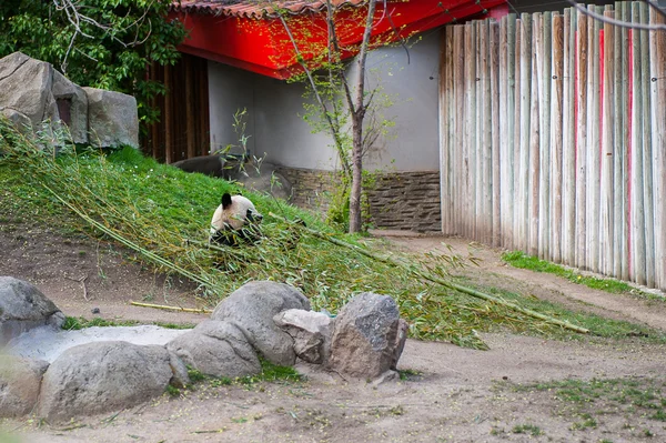 Animaux dans le zoo de Madrid — Photo