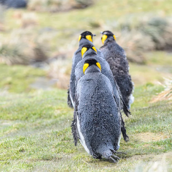 Pingüinos de Georgia del Sur — Foto de Stock