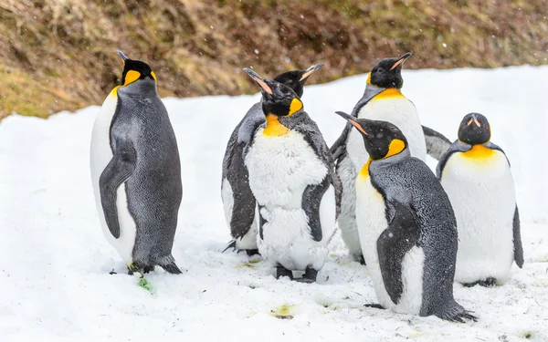 Pinguins da geórgia do sul — Fotografia de Stock