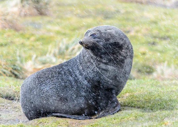 サウス ジョージア島のアシカ — ストック写真