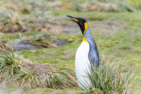 Pinguïns van Zuid-Georgië — Stockfoto