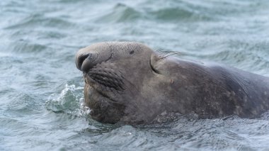 Deniz Aslanları Güney Gürcistan