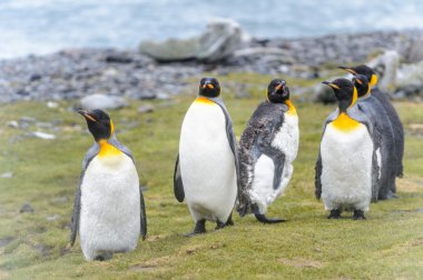 Penguins of South Georgia clipart