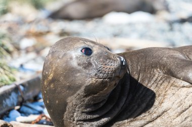 Female Elephant seal clipart