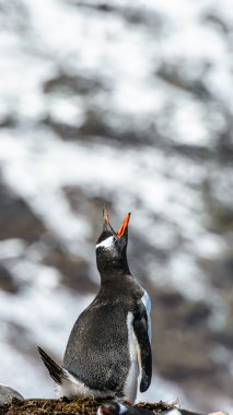 Gentoo pengueni çığlıklar yüksek sesle havayı içine.