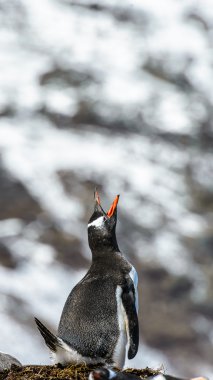 Gentoo penguin screams loudly into the air. clipart