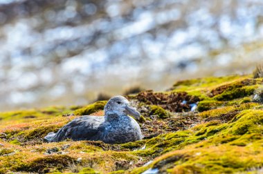 Albatroslar onların yuva çift