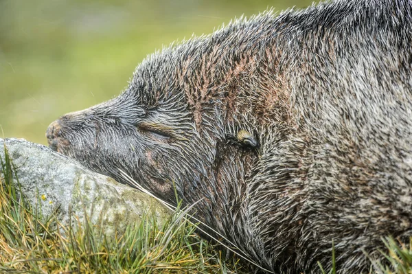 Atlantic fur seal sleeps on the stone.