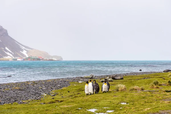 Natura dell'Atlantico meridionale — Foto Stock