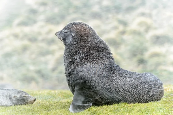 Atlantic pälssäl poserar för kameran. — Stockfoto