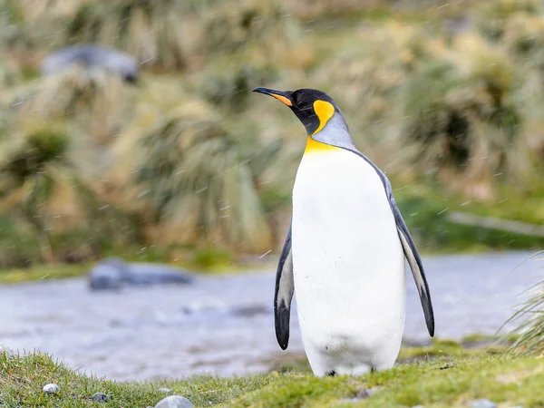 Pingwiny z Georgii Południowej — Zdjęcie stockowe