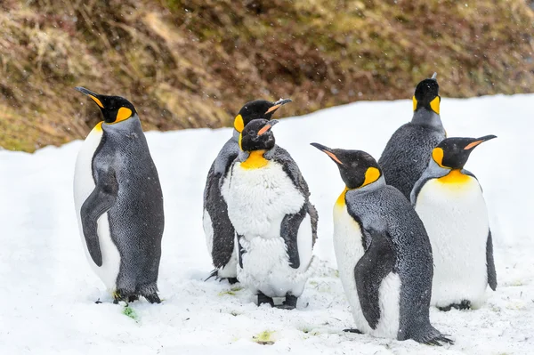 Pinguini della Georgia del Sud — Foto Stock