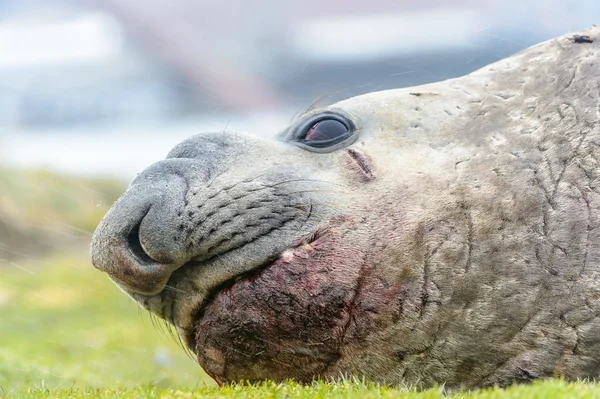 Sjölejon av Sydgeorgien — Stockfoto