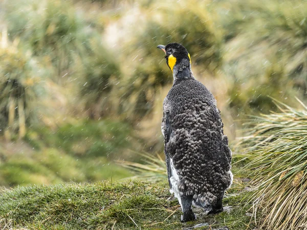 Rei pinguim caminha sozinho . — Fotografia de Stock