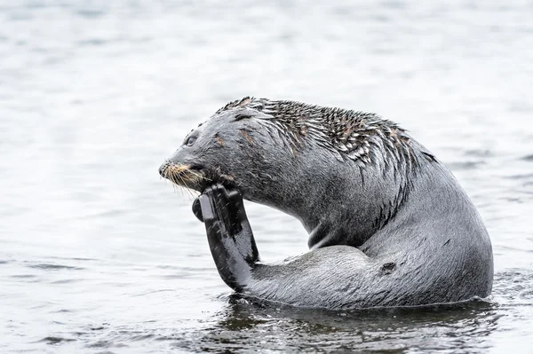 Otaries de Géorgie du Sud — Photo