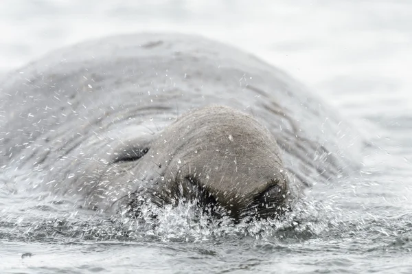 Elephant seal dýchá. — Stock fotografie