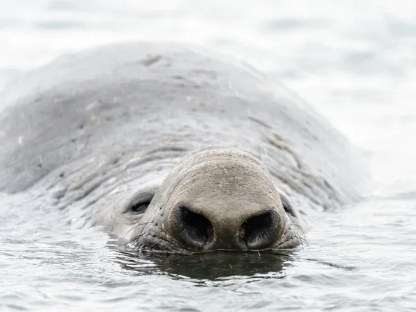 La foca elefante nada sobre el océano . — Foto de Stock