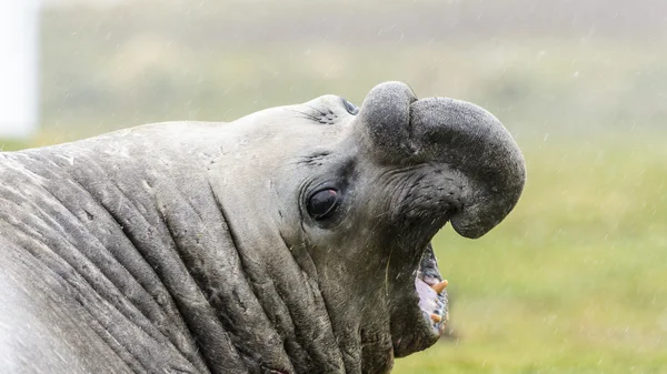 Selo de elefante grita em boca cheia . — Fotografia de Stock