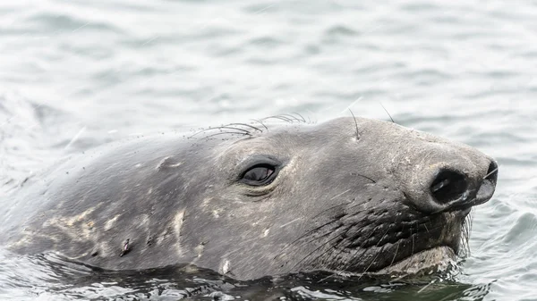 Elephant seal hlava. — Stock fotografie