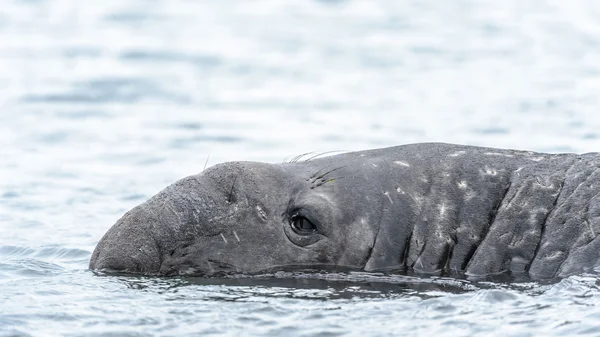 Zeeolifant zwemt triest in de Oceaan. — Stockfoto