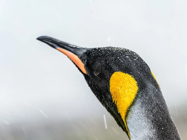 Weergave van de koning sluit pinguïn en haar hoofd met verschillende kleuren — Stockfoto