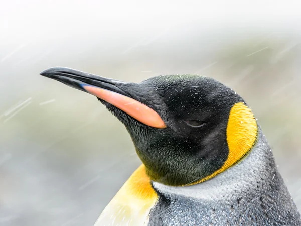 Vista próxima do pinguim-rei e sua cabeça com cores diferentes — Fotografia de Stock