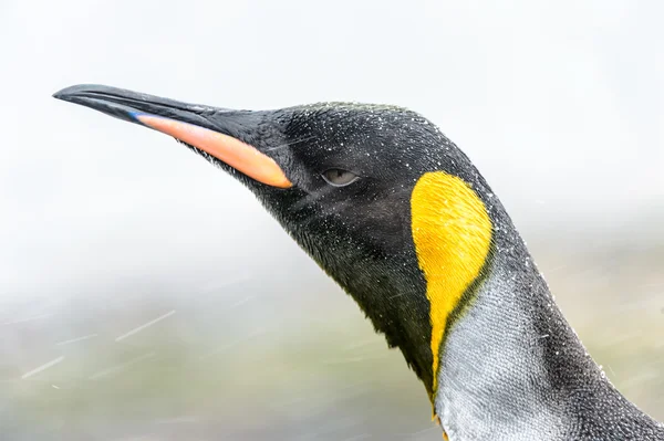 Splendido pinguino Re . — Foto Stock