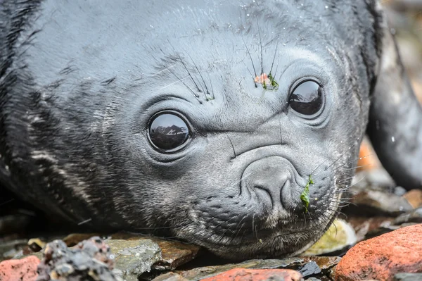 Incroyables yeux profonds d'un bébé phoque atlantique — Photo
