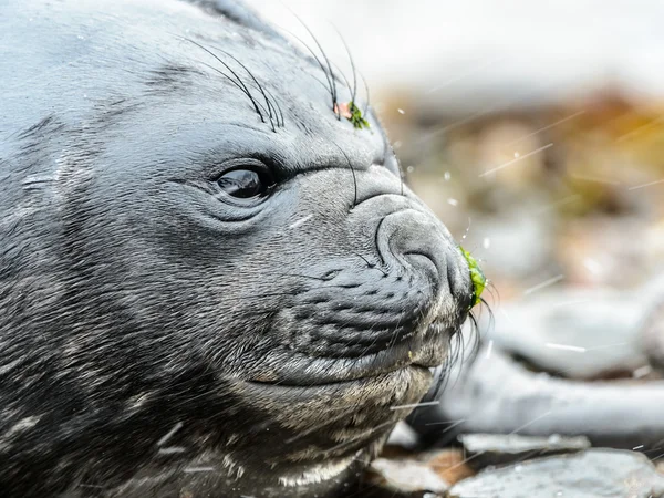 Atlantic seal. — Zdjęcie stockowe