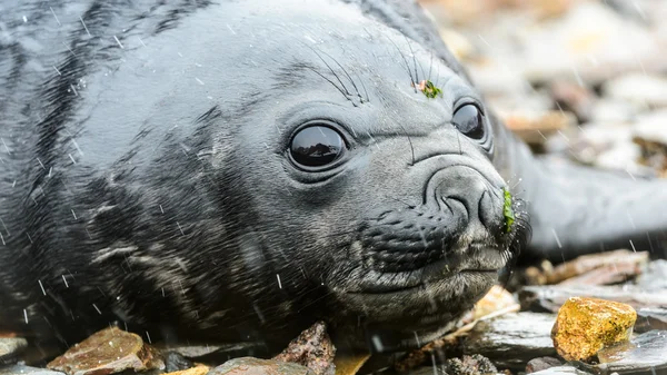 Bambino sigillo atlantico posa sulle pietre — Foto Stock