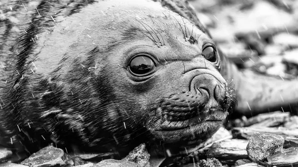 小大西洋海豹奠定了石头上 — 图库照片
