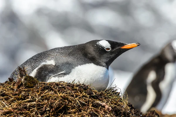 Gentoo-Pinguin bleibt im Nest. — Stockfoto