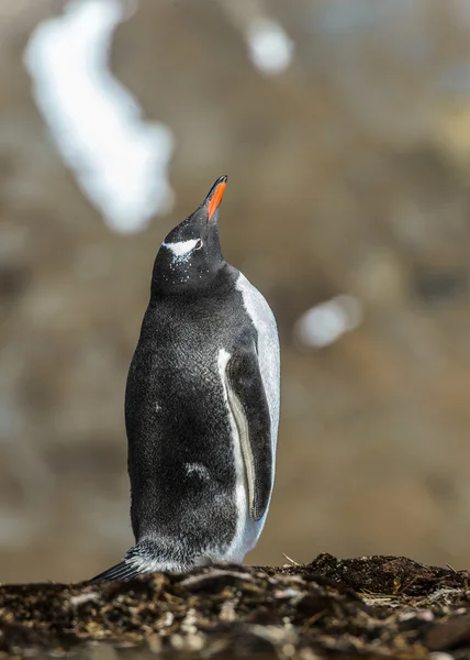 Gentoo pengueni örnek alıyor. — Stok fotoğraf