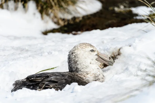 Albatros beyaz yakalandı — Stok fotoğraf